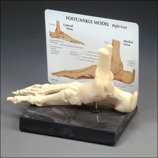 FOOT AND ANKLE MODEL - Click Image to Close
