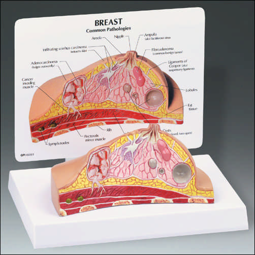 BREAST CROSS SECTION MODEL - Click Image to Close