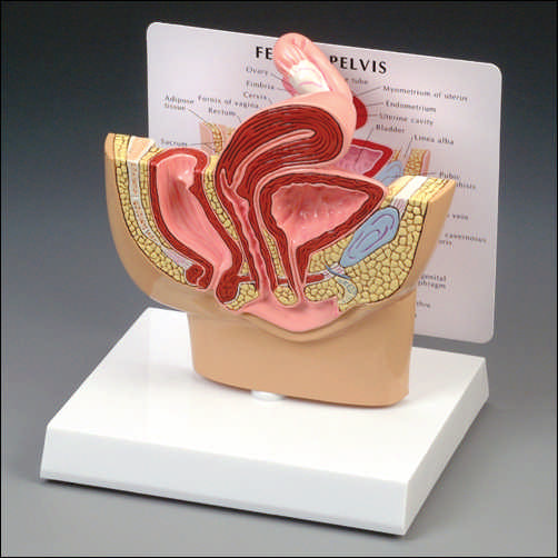 FEMALE PELVIS SECTION MODEL - Click Image to Close