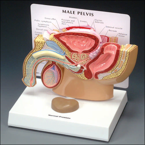 MALE PELVIS SECTION MODEL - Click Image to Close