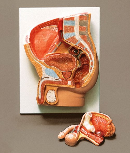 HUMAN MALE PELVIS SECTION - Click Image to Close