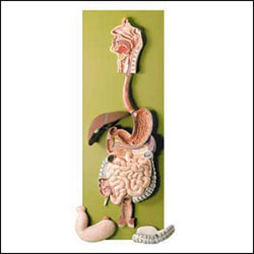 HUMAN DIGESTIVE TRACT MODEL - Click Image to Close