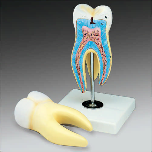 GIANT MOLAR MODEL - Click Image to Close