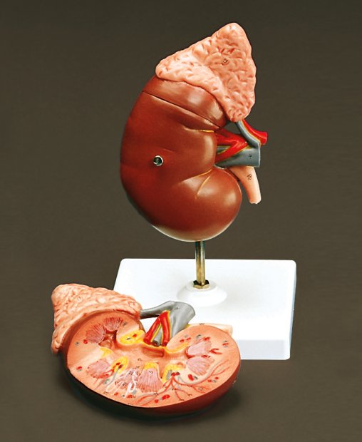 HUMAN KIDNEY AND ADRENAL GLAND - Click Image to Close