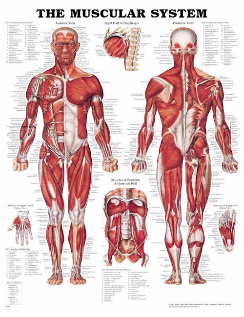 THE MUSCULAR SYSTEM UNMOUNTED CHART - Click Image to Close