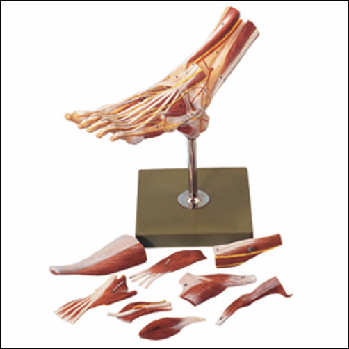 MUSCLES OF THE FOOT MODEL - Click Image to Close