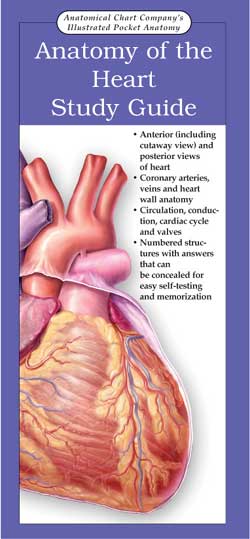 ILLUSTRATED POCKET ANATOMY - ANATOMY OF THE HEART STUDY GUIDE - Click Image to Close