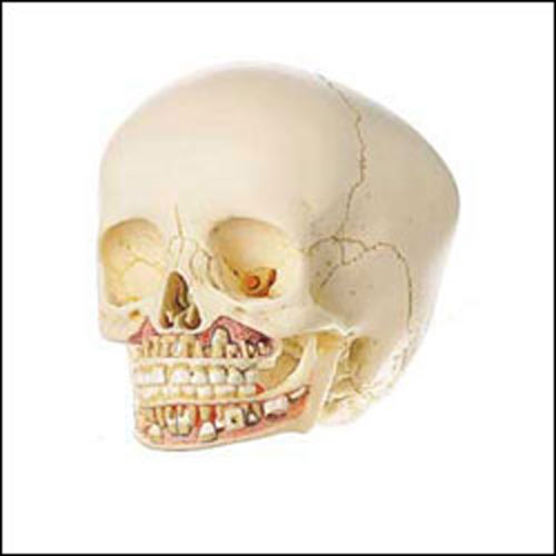 ARTIFICIAL SKULL OF A CHILD - Click Image to Close