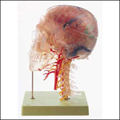 NEUROANATOMY HEAD MODEL - Click Image to Close