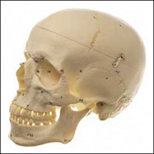 HUMAN SKULL WITH NUMBERS - Click Image to Close