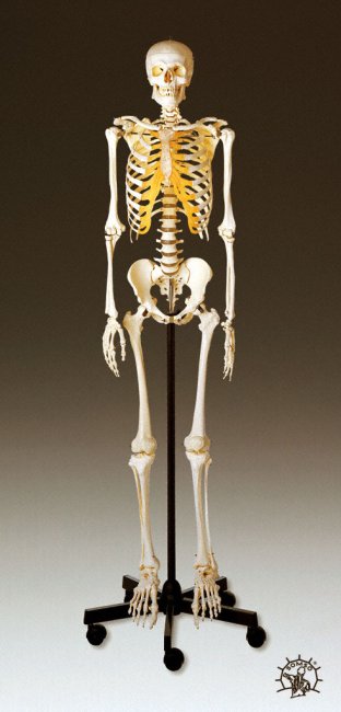 ADULT MALE SKELETON - Click Image to Close
