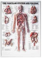THE VASCULAR SYSTEM 3D RAISED RELIEF CHART - Click Image to Close