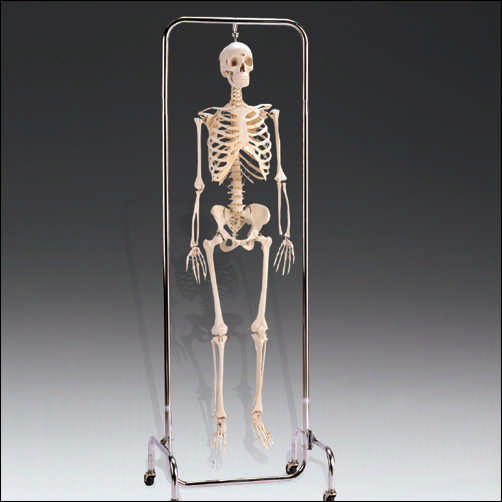 DELUXE SKELETON REPRODUCTION - Click Image to Close