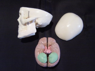 MINIATURE SKULL WITH 8-PART BRAIN - Click Image to Close