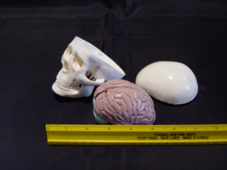 MINIATURE SKULL WITH 8-PART BRAIN - Click Image to Close
