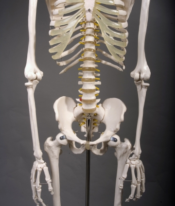 Deluxe Life-Size Human Skeleton - Click Image to Close