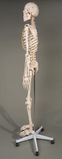 Deluxe Life-Size Human Skeleton - Click Image to Close