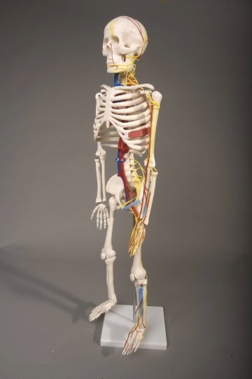 Human Skeleton 33.5" tall - Click Image to Close