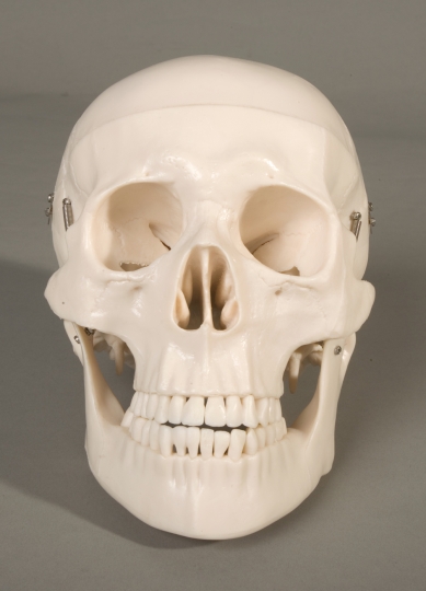 Deluxe Life-Size Human Skull 3 piece - Click Image to Close
