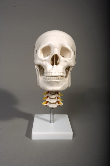 Human Skull with Cervical Spine - Click Image to Close