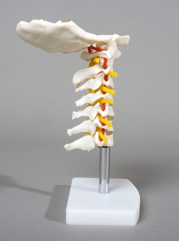 Cervical Vertebral Column with Neck Artery, Flexible - Click Image to Close