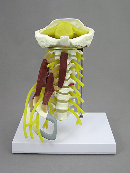 Deluxe Cervical Model with Muscles and Nerves, Flexible - Click Image to Close