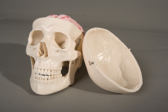 Deluxe Skull with 8 Part Brain Model - Click Image to Close