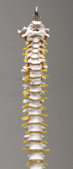Flexible Vertebral Column with Pelvis Life-Size - Click Image to Close