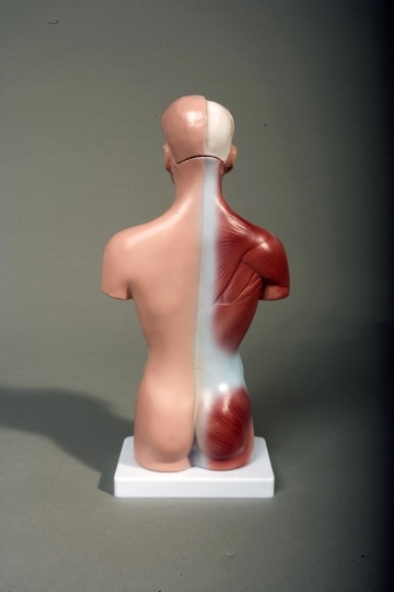 Human Male Torso, 10.5" tall 15 parts - Click Image to Close