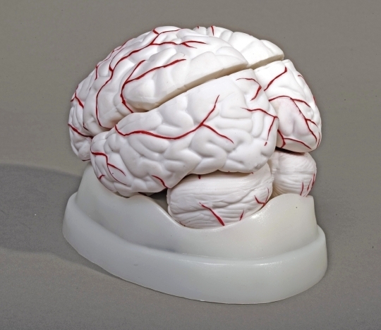 Brain Model with Arteries 8 parts - Click Image to Close