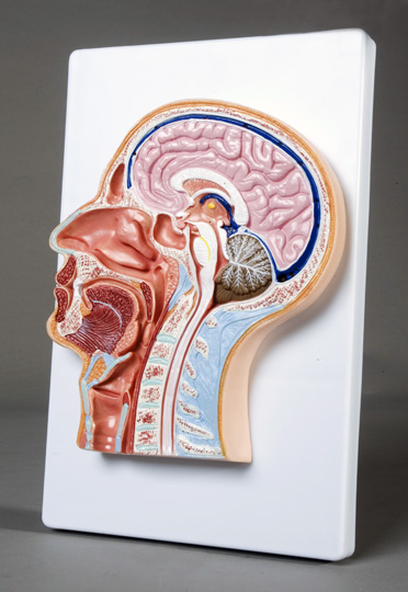 Median Section of Head and Neck Model - Click Image to Close