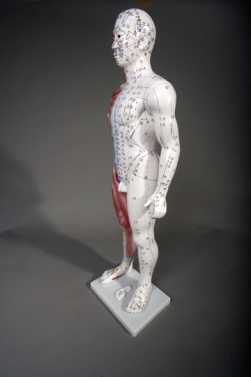 34" Deluxe Male Acupuncture Model - Click Image to Close