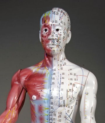 34" Deluxe Male Acupuncture Model - Click Image to Close