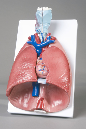 Larynx, Heart and Lung Model 7 parts - Click Image to Close