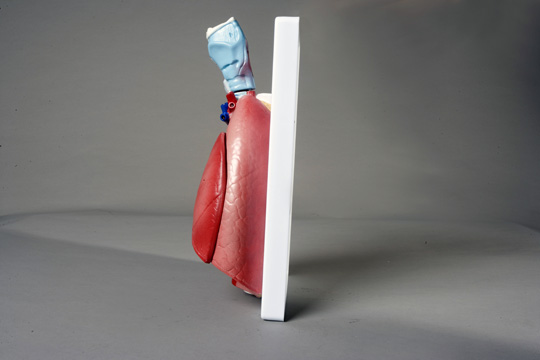 Larynx, Heart and Lung Model 7 parts - Click Image to Close