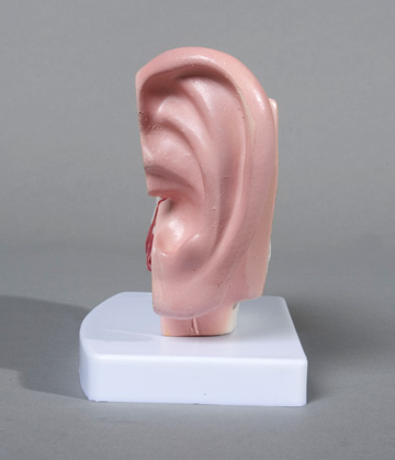 Desk-top Ear Model - Click Image to Close