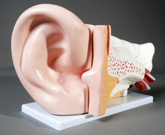 Giant Human Ear Model 6 parts - Click Image to Close