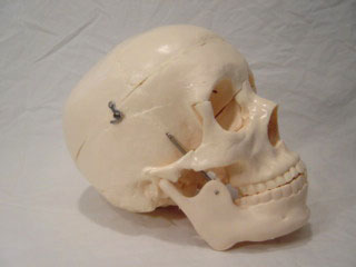 BUDGET LIFE-SIZE SKULL - Click Image to Close