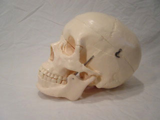 BUDGET LIFE-SIZE SKULL - Click Image to Close