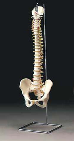 SPINE STAND - Click Image to Close