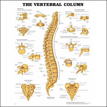 THE VERTEBRAL COLUMN ANATOMICAL CHART (UNMOUNTED) - Click Image to Close