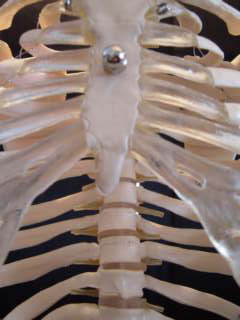 FLEXIBLE MR. THRIFTY SKELETON WITH SPINAL NERVES - Click Image to Close