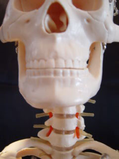 FLEXIBLE MR. THRIFTY SKELETON WITH SPINAL NERVES - Click Image to Close