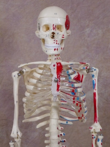 PAINTED & NUMBERED MR. THRIFTY SKELETON - Click Image to Close