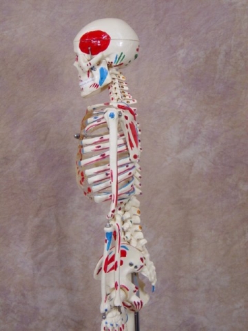 PAINTED & NUMBERED MR. THRIFTY SKELETON - Click Image to Close
