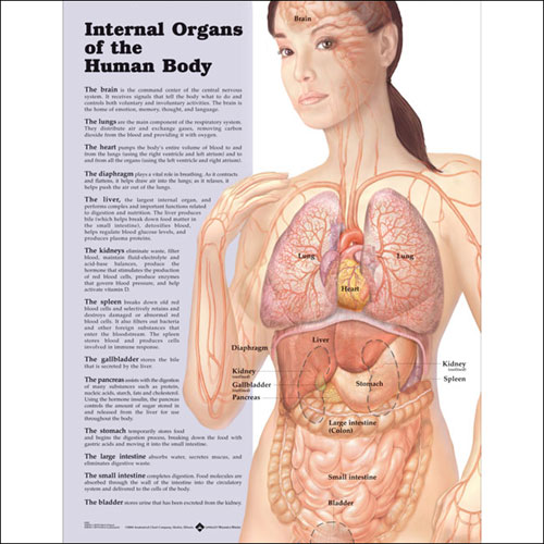 INTERNAL ORGANS OF THE HUMAN BODY ANATOMICAL CHART - Click Image to Close
